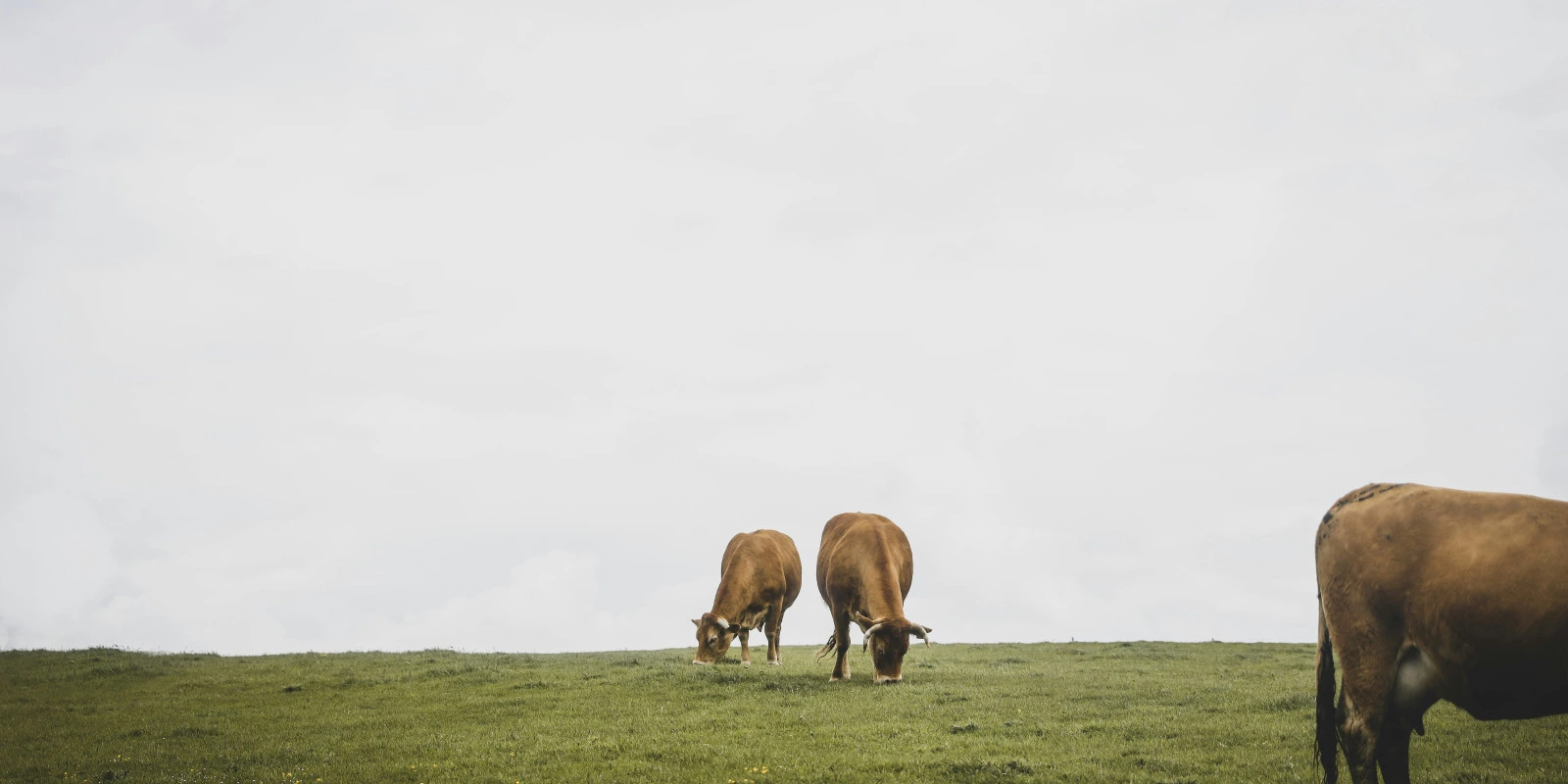 BTSA DATR : Les Débouchés Professionnels